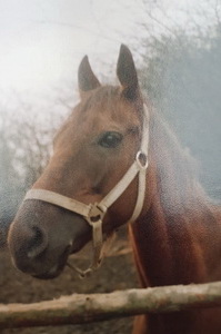 Agambicja - portret